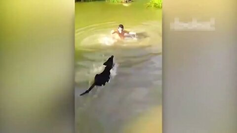 20 HERO ANIMALS THAT SAVED HUMAN LIVES-9