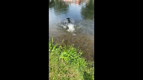 DOG vs RIVER