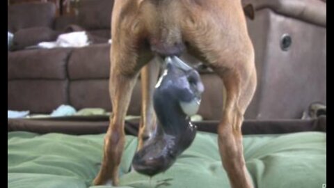 This Dog Gives Birth to a Puppy