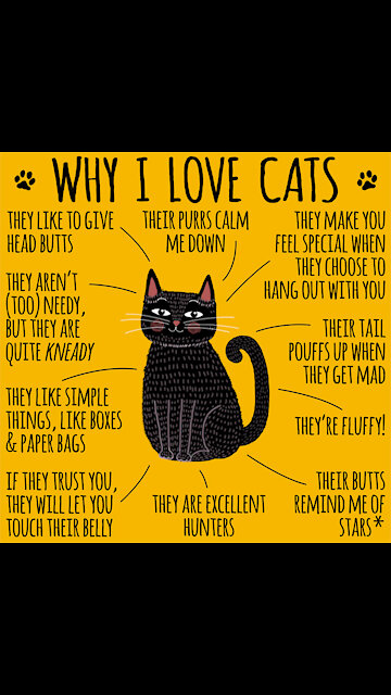 Why I Love Cats [GMG Originals]