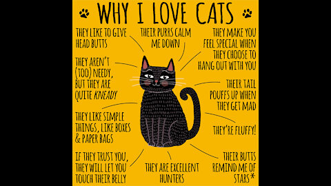 Why I Love Cats [GMG Originals]