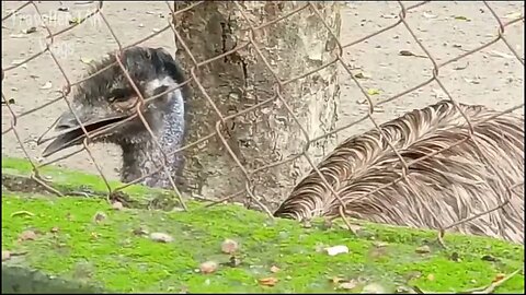 Viral Zoo Animals || पटना चिड़िया घर का एक खुबसुरत नज़ारा