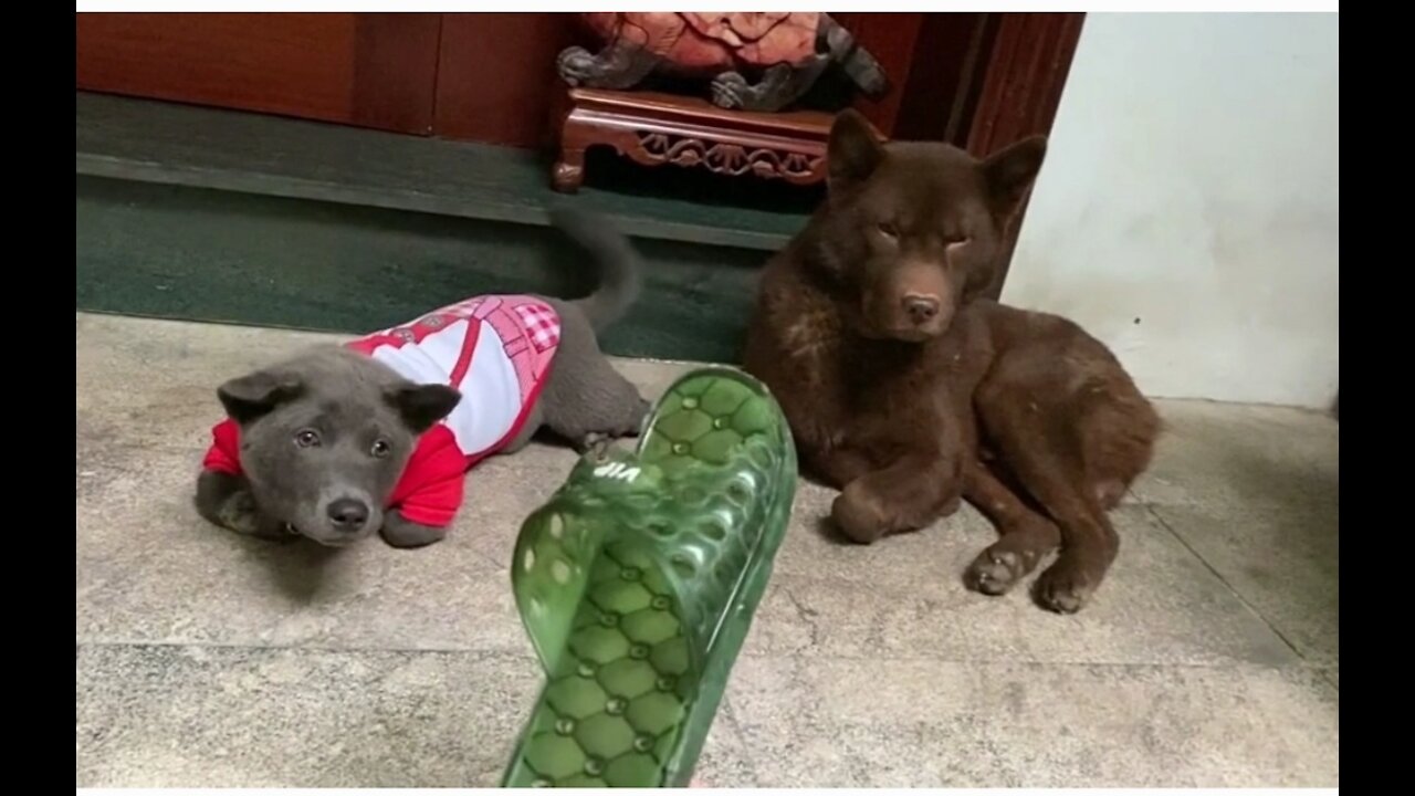 The owner broke his shoe until he asked 2 Black and Brown dogs, no one dared to accept