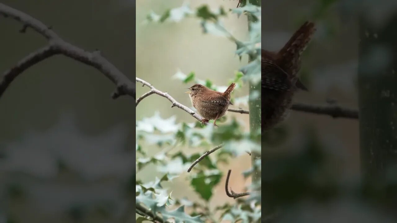 🎶🎶🎶 Winterkoning 🪶 Eurasian Wren #nuts_about_birds #wren #best_birds_of_ig #best_birds_of_world