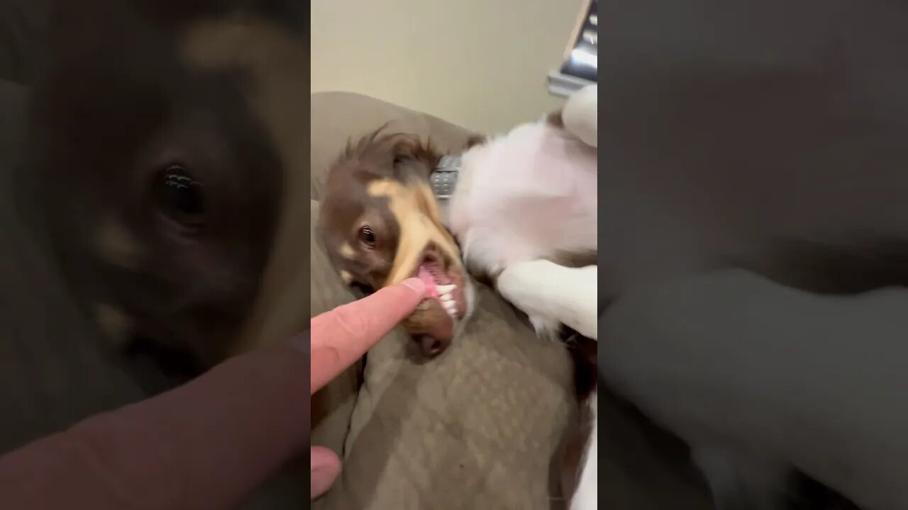 Adorable Dachshund growls at dad, leaves fingers intact.