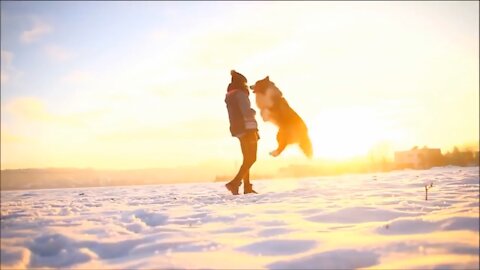 Amazing brain training for dogs - Incredible Skills