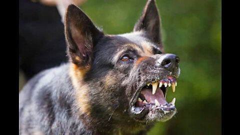 German Shepherd Attacks Pitbull