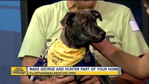 Rescues in Action Jan. 19 | George, Hunter seek homes