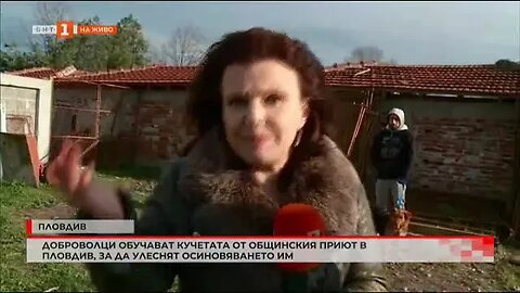 Доброволци обучават кучета от общинския приют в Пловдив, за да улеснят осиновяването им