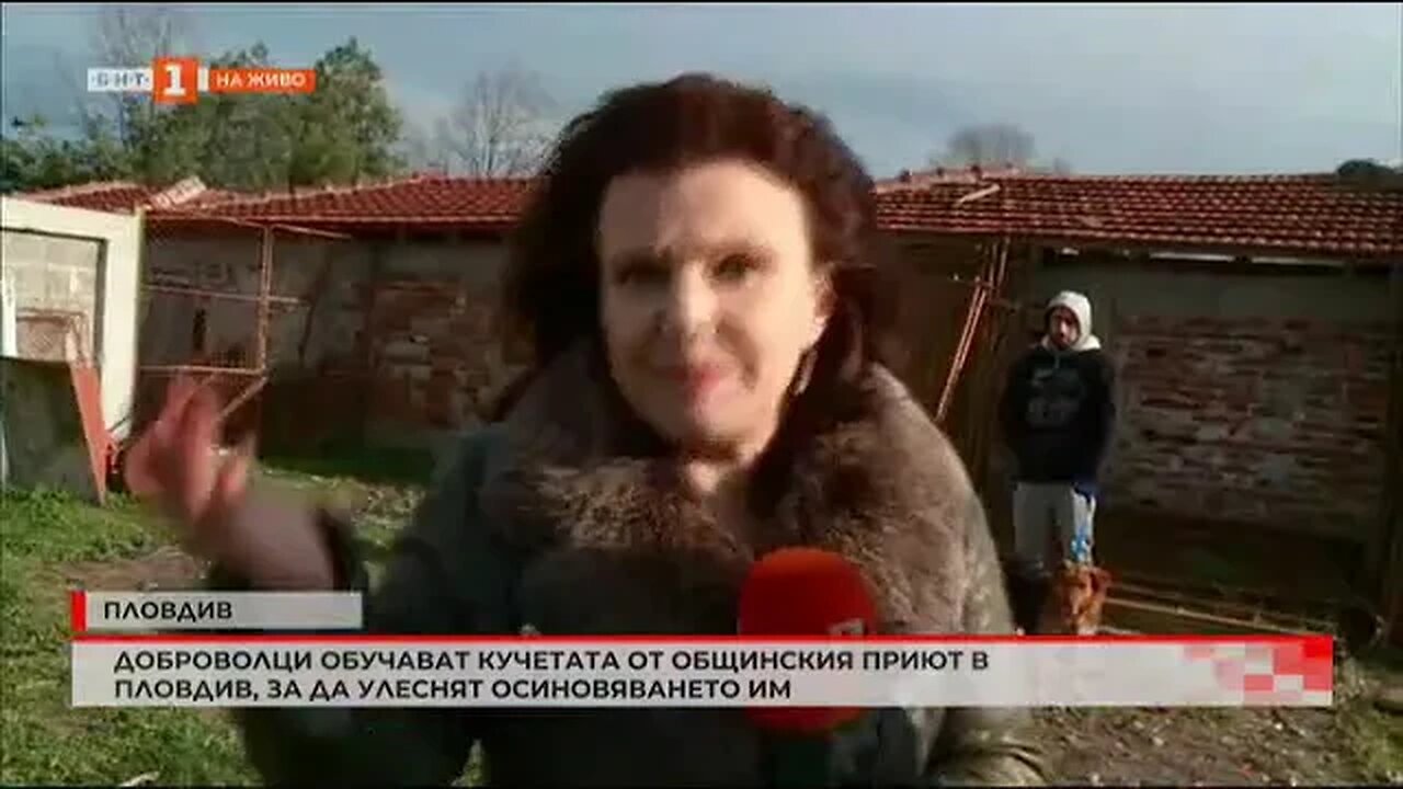 Доброволци обучават кучета от общинския приют в Пловдив, за да улеснят осиновяването им