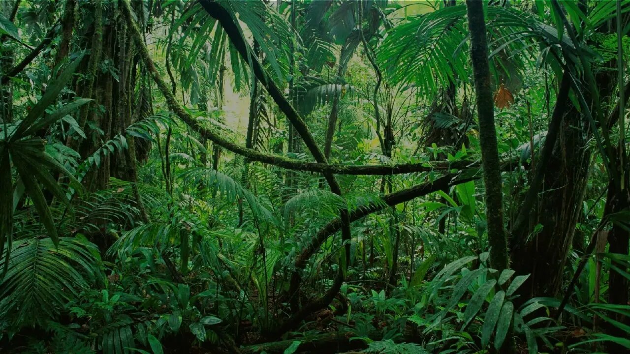 Rainforest Sounds for sleeping, relaxing, studying