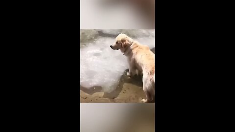 funny dog compilation 2nd episode
