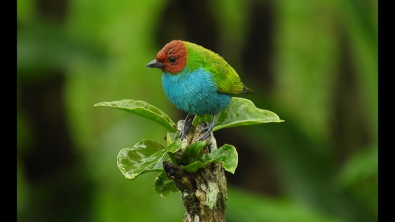 A green bird whose beauty is beyond description