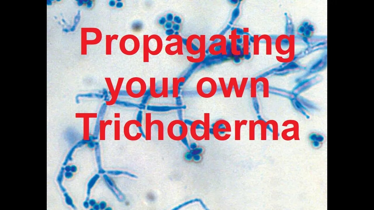 How to culture your own Trichoderma for bigger batches & lower costs