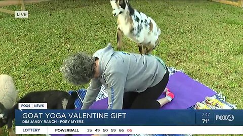 Yoga with goats for Valentine's Day gift in SWFL