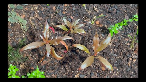 Scarlet Temple Plants