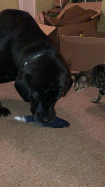 Dog steals Cat’s new toy