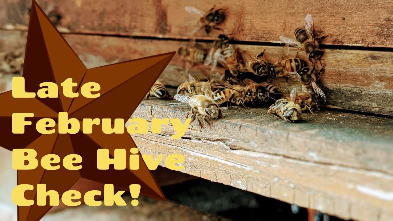 Late February Bee Hive Check! 🐝🐝🐝