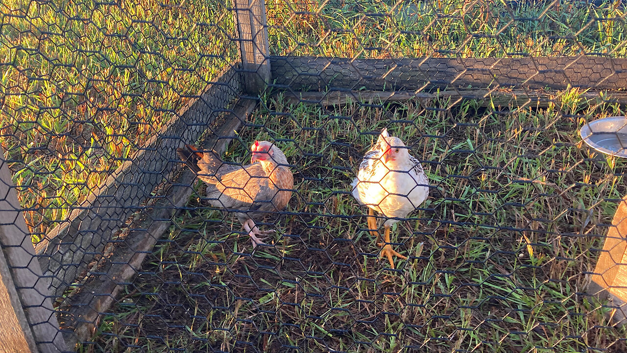 Update On The Bantam Hen And Her Adopted Chick