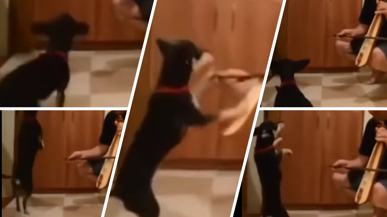 dog goes crazy when they play music