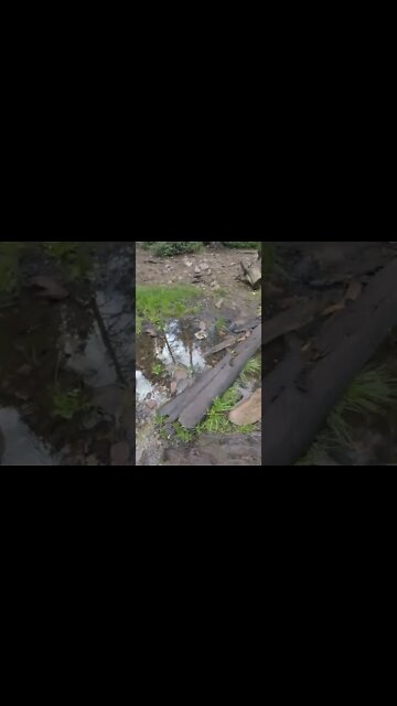 Rocks, streams, wood, the varied trails of a Philmont Trek #shorts