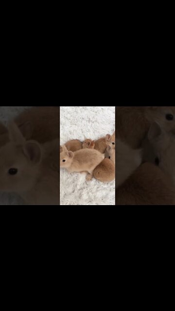 Most Amazing and trending video||relaxing your mind||trendig videos|| #shorts #trending #viral #live