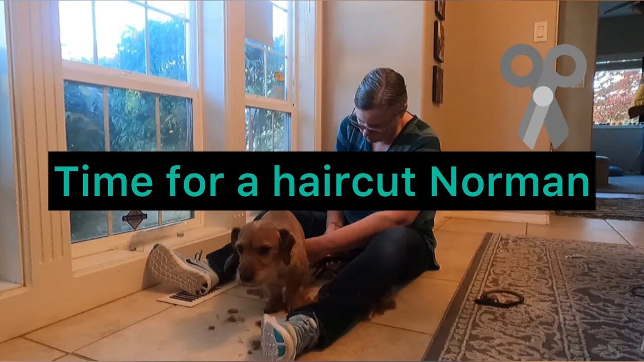 How to save Money grooming our dog ￼##WiredHairedDachshund￼￼