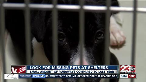 Look for missing pets at shelters