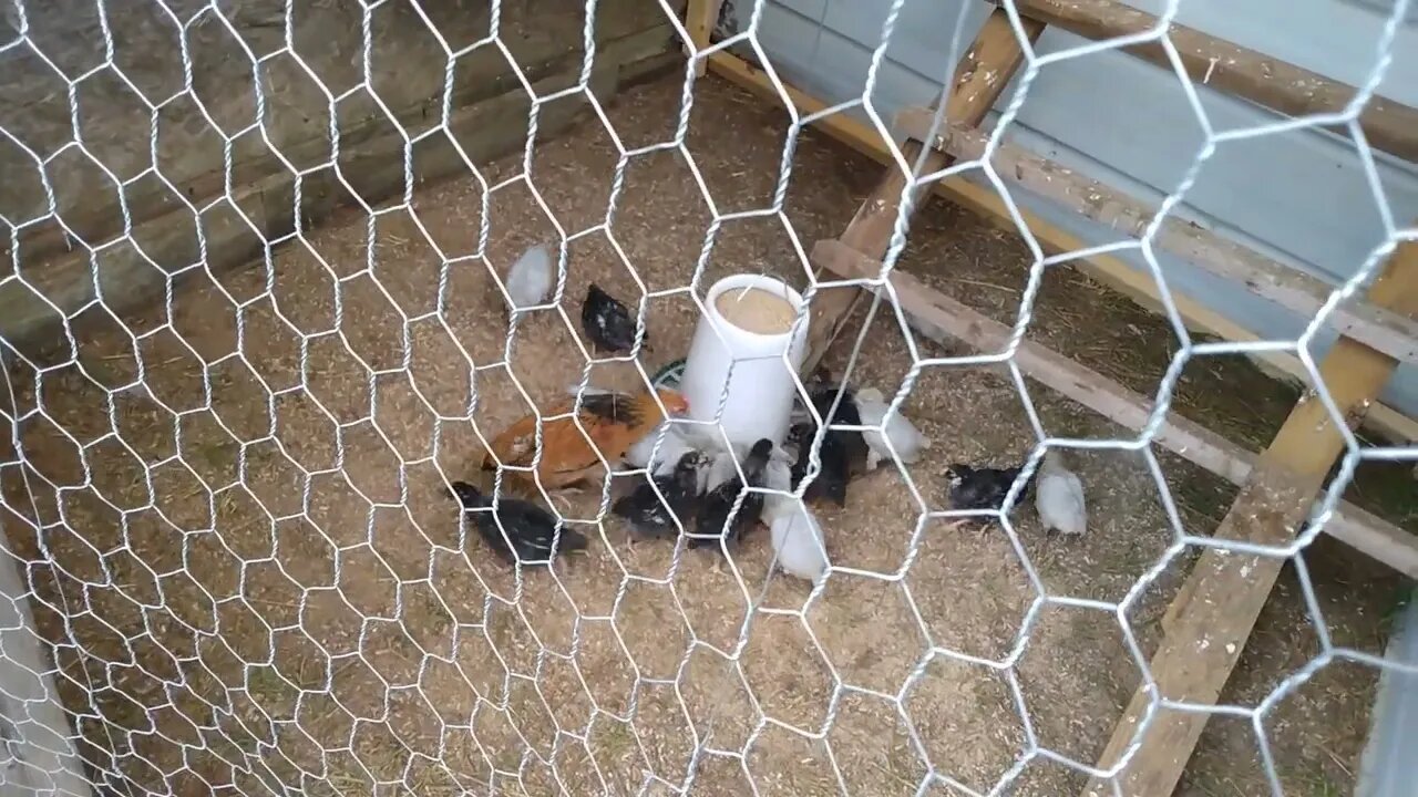Solving Chicken Feed waste Prepping for SHTF 2022