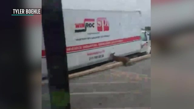 Buck runs from business after crashing through window