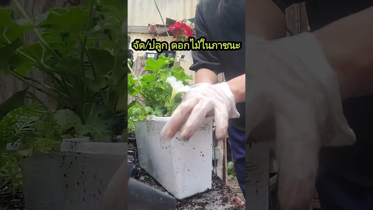 Planting Flowers Box ปลูกดอกไม้มนกล่องต่างๆ