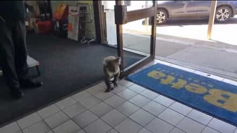 Koala walks into store and gets confused!