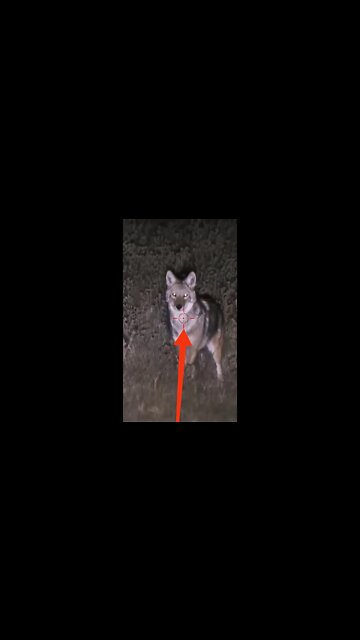 Hunting Coyotes #shorts #dogs #animals #hunter #031