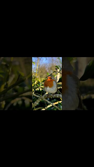 Beautiful singing🍃🐦