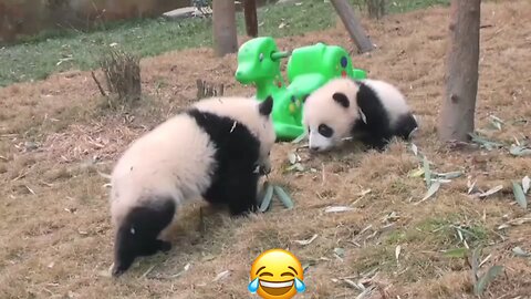 Funny panda videos 🐼😂