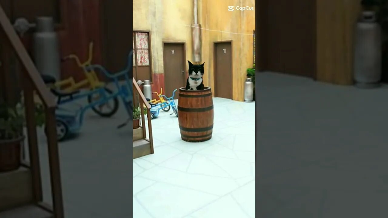 Gato Bartolomeu Tunico πΈπ