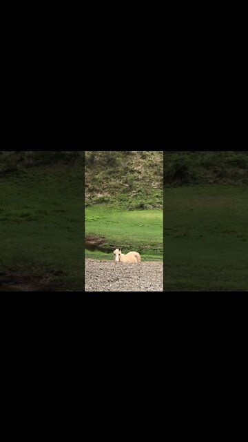 Horse playing peekaboo