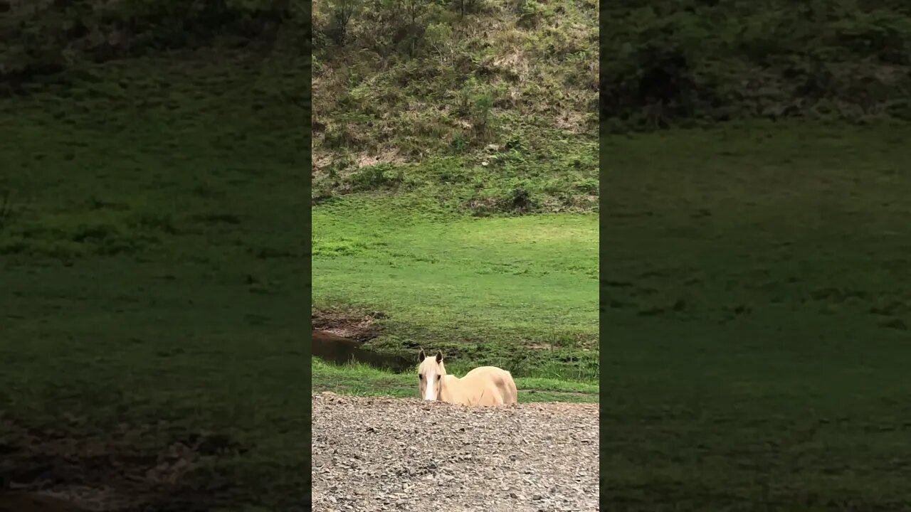 Horse playing peekaboo