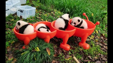 【Sixi Balls】How fast does panda grow up? Just look at the four hi balls.