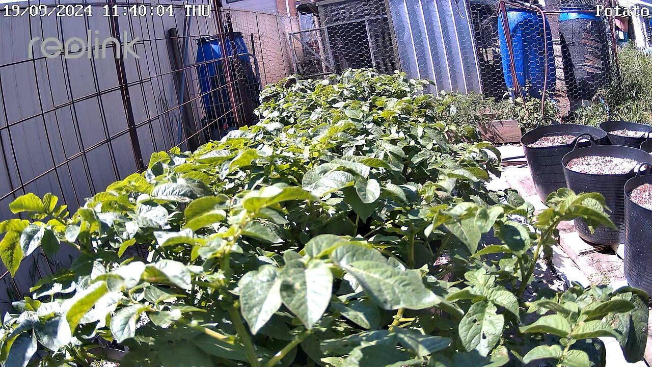 Hydroponic Potato Growing Timelapse Ending 08-11-2024