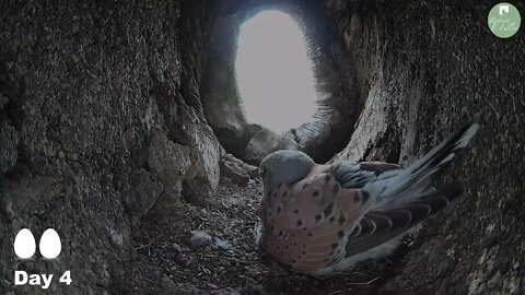 Kestrels Brave it Out After Several Brutal Raids on their Nest by Tawny Owls and a Jackdaw 10