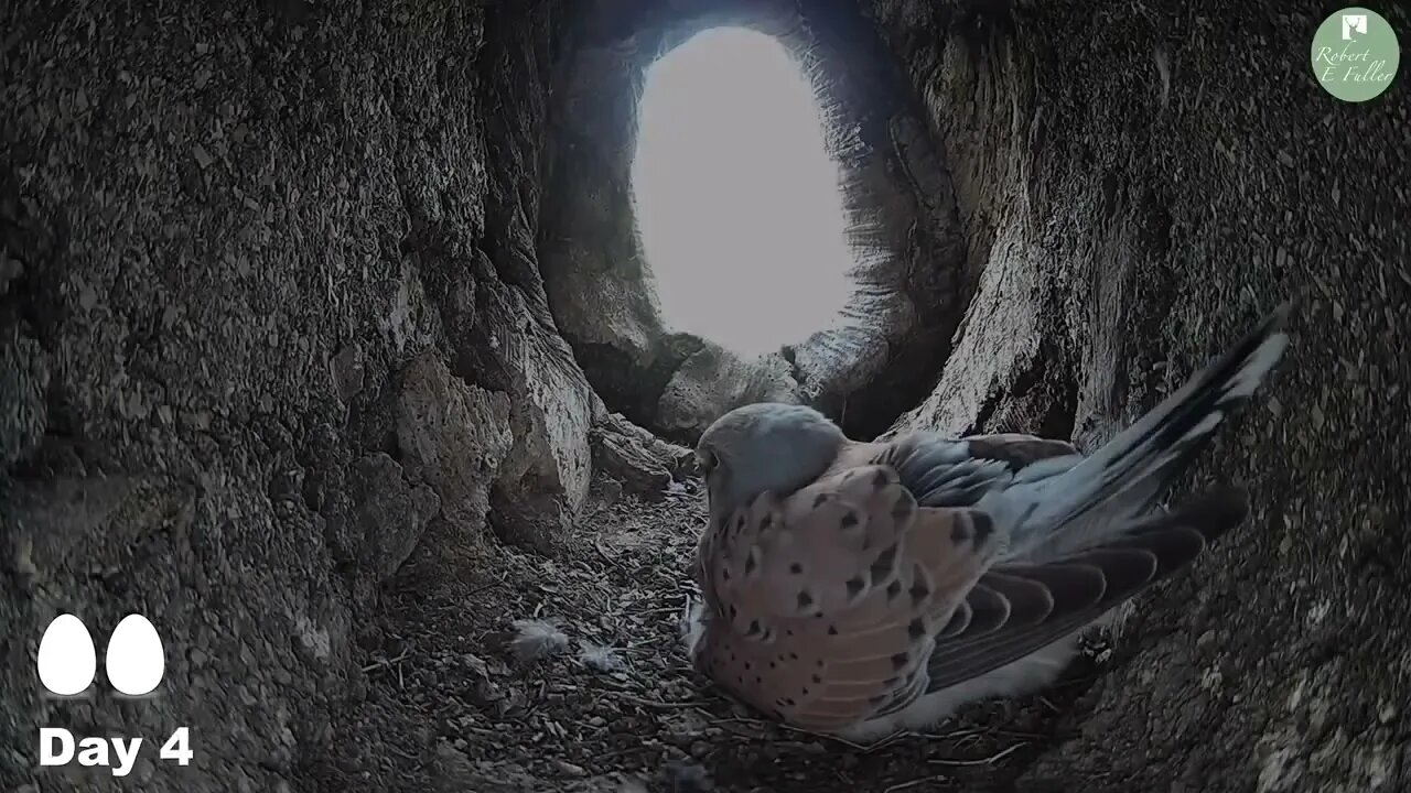 Kestrels Brave it Out After Several Brutal Raids on their Nest by Tawny Owls and a Jackdaw 10