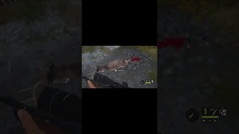 WhiteTail Deer Kill 2 Revontuli Coast COTW