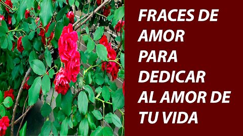 POEMA DE AMOR (TE AMO AMOR DE MI VIDA)