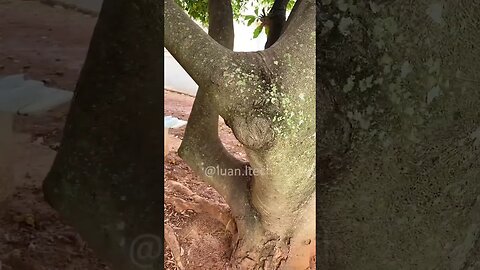 VOCÊ NUNCA VIU UM AVIÃO DE CONTROLE ASSIM!