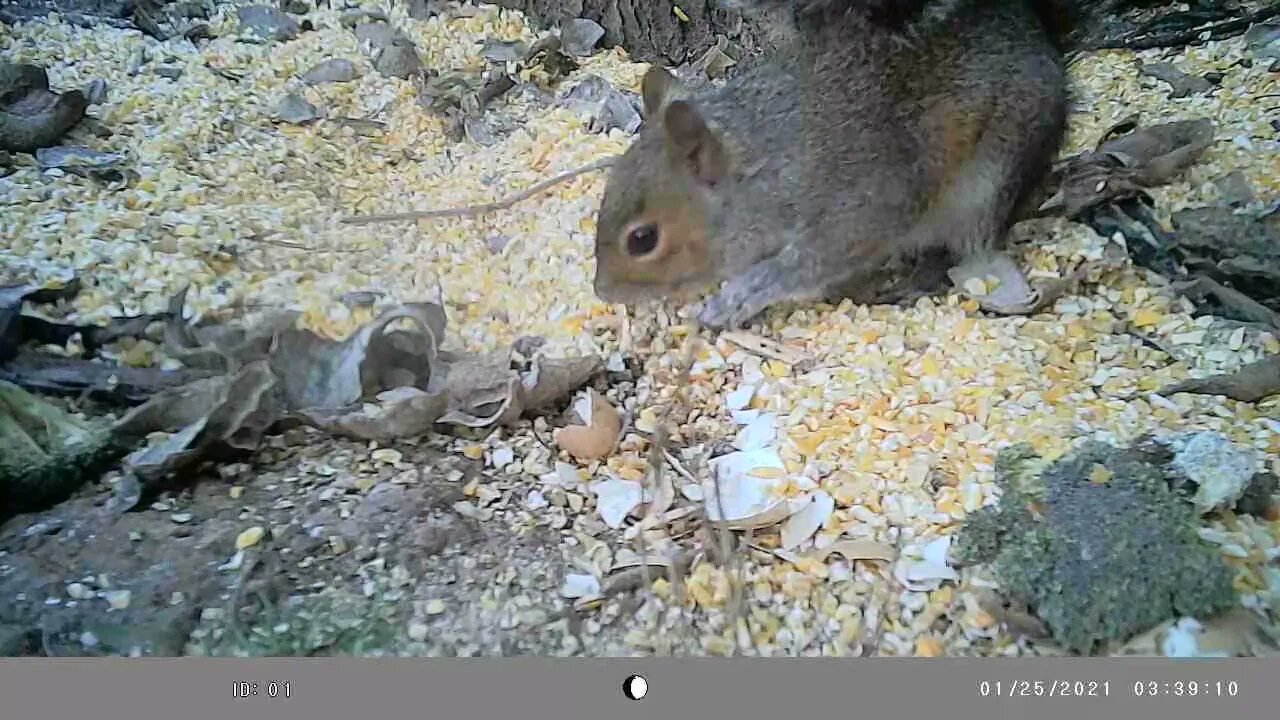 Mr.Squirrel 🐿️ is back in the food 🥣 pile #cute #funny #animal #nature #wildlife #trailcam #farm