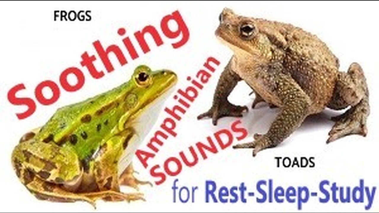 Instant Sleep with Frogs Toads Rainfall Rainforest Ambience White Noise Sounds