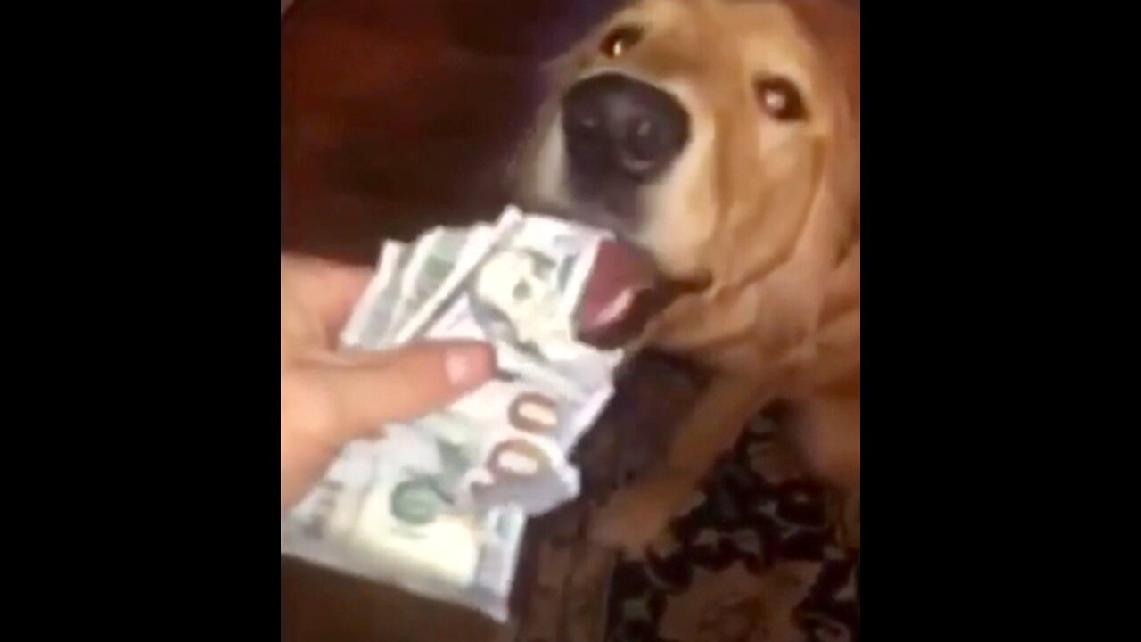 Mischievous Golden Retriever eats $100 bills