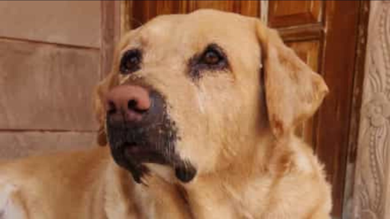 Labrador synger til lyden på et keyboard