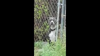 Excited Dog Can't Control Screaming Upon Owner's Arrival